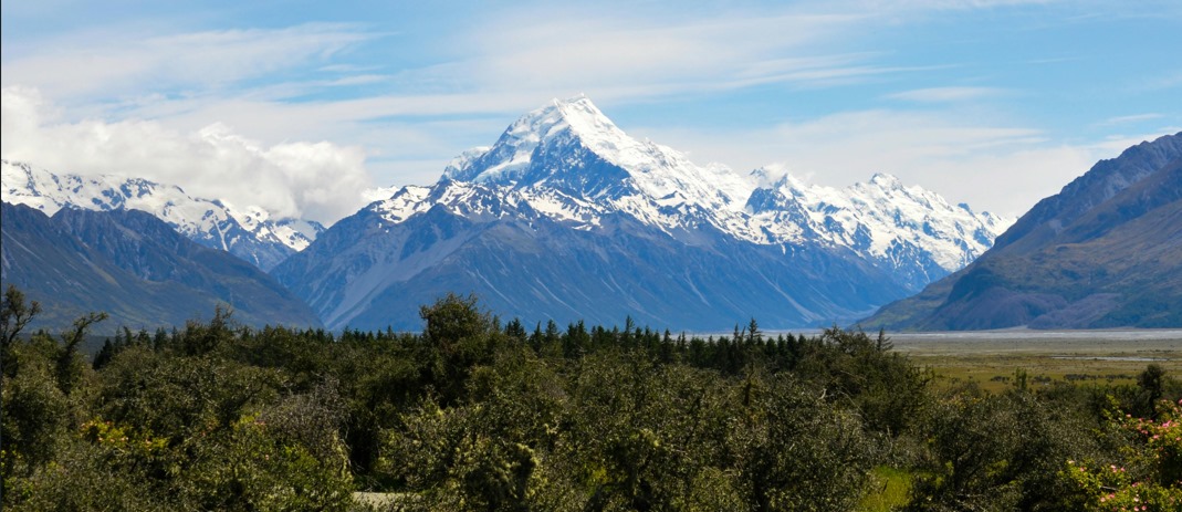 Nueva Zelanda reducirá un 50% la cuota al sector forestal en su SCE